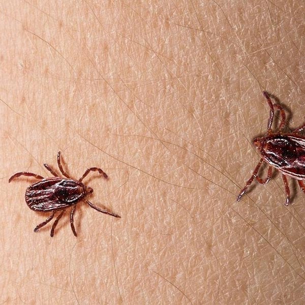 Tratamiento de lyme