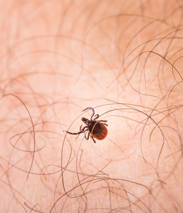 Tratamiento de lyme