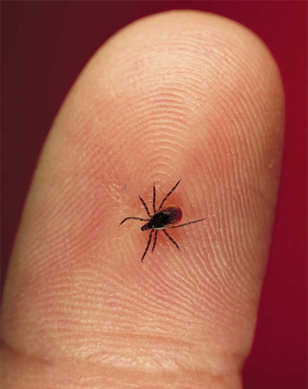 Tratamiento Lyme
